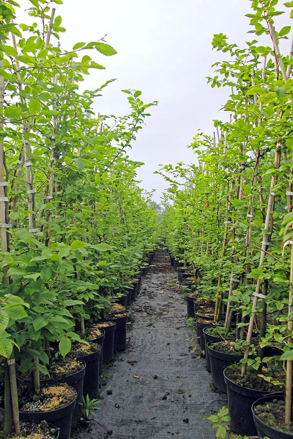 Lång thuja