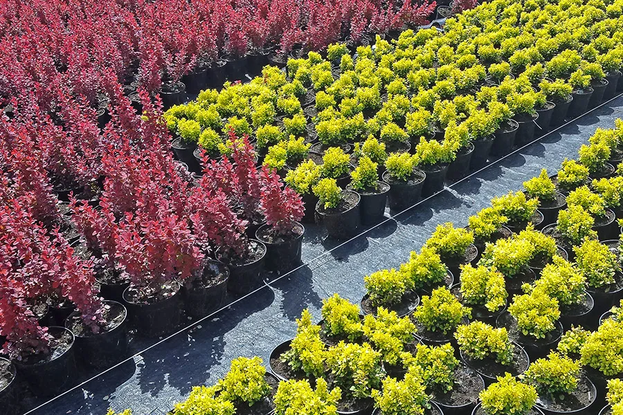 Tillfartsväg i vår plantskola