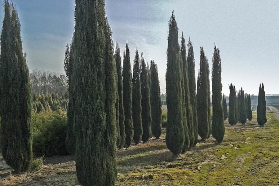 Thuja foto