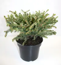 Spruces