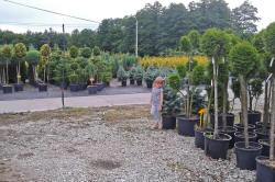 plantskola för träd, buskar, prydnadsväxter, perenner